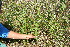  ( - BioBot11746)  @11 [ ] CreativeCommons - Attribution Non-Commercial Share-Alike (2010) Daniel H. Janzen Guanacaste Dry Forest Conservation Fund
