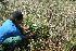  ( - BioBot11747)  @11 [ ] CreativeCommons - Attribution Non-Commercial Share-Alike (2010) Daniel H. Janzen Guanacaste Dry Forest Conservation Fund