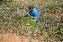  ( - BioBot11748)  @11 [ ] CreativeCommons - Attribution Non-Commercial Share-Alike (2010) Daniel H. Janzen Guanacaste Dry Forest Conservation Fund