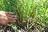  ( - BioBot11748)  @11 [ ] CreativeCommons - Attribution Non-Commercial Share-Alike (2010) Daniel H. Janzen Guanacaste Dry Forest Conservation Fund