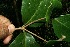  ( - BioBot11756)  @11 [ ] CreativeCommons - Attribution Non-Commercial Share-Alike (2010) Daniel H. Janzen Guanacaste Dry Forest Conservation Fund