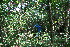  ( - BioBot11757)  @11 [ ] CreativeCommons - Attribution Non-Commercial Share-Alike (2010) Daniel H. Janzen Guanacaste Dry Forest Conservation Fund