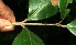  ( - BioBot11757)  @11 [ ] CreativeCommons - Attribution Non-Commercial Share-Alike (2010) Daniel H. Janzen Guanacaste Dry Forest Conservation Fund