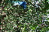  ( - BioBot11758)  @11 [ ] CreativeCommons - Attribution Non-Commercial Share-Alike (2010) Daniel H. Janzen Guanacaste Dry Forest Conservation Fund