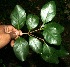  ( - BioBot11758)  @11 [ ] CreativeCommons - Attribution Non-Commercial Share-Alike (2010) Daniel H. Janzen Guanacaste Dry Forest Conservation Fund