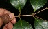  ( - BioBot11758)  @11 [ ] CreativeCommons - Attribution Non-Commercial Share-Alike (2010) Daniel H. Janzen Guanacaste Dry Forest Conservation Fund