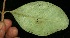  (Eugenia hypargyrea - BioBot11758)  @11 [ ] CreativeCommons - Attribution Non-Commercial Share-Alike (2010) Daniel H. Janzen Guanacaste Dry Forest Conservation Fund