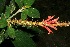  (Aphelandra scabra - BioBot11769)  @13 [ ] CreativeCommons - Attribution Non-Commercial Share-Alike (2010) Daniel H. Janzen Guanacaste Dry Forest Conservation Fund