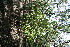  ( - BioBot11797)  @11 [ ] CreativeCommons - Attribution Non-Commercial Share-Alike (2010) Daniel H. Janzen Guanacaste Dry Forest Conservation Fund
