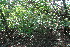 ( - BioBot11798)  @11 [ ] CreativeCommons - Attribution Non-Commercial Share-Alike (2010) Daniel H. Janzen Guanacaste Dry Forest Conservation Fund