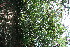  ( - BioBot11799)  @11 [ ] CreativeCommons - Attribution Non-Commercial Share-Alike (2010) Daniel H. Janzen Guanacaste Dry Forest Conservation Fund