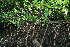  ( - BioBot11801)  @11 [ ] CreativeCommons - Attribution Non-Commercial Share-Alike (2010) Daniel H. Janzen Guanacaste Dry Forest Conservation Fund