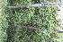  ( - BioBot11813)  @11 [ ] CreativeCommons - Attribution Non-Commercial Share-Alike (2010) Daniel H. Janzen Guanacaste Dry Forest Conservation Fund