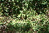  ( - BioBot11824)  @11 [ ] CreativeCommons - Attribution Non-Commercial Share-Alike (2010) Daniel H. Janzen Guanacaste Dry Forest Conservation Fund