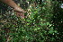  ( - BioBot11826)  @11 [ ] CreativeCommons - Attribution Non-Commercial Share-Alike (2010) Daniel H. Janzen Guanacaste Dry Forest Conservation Fund