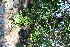  (Coccoloba venosa - BioBot11835)  @11 [ ] CreativeCommons - Attribution Non-Commercial Share-Alike (2010) Daniel H. Janzen Guanacaste Dry Forest Conservation Fund