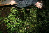  ( - BioBot11874)  @11 [ ] CreativeCommons - Attribution Non-Commercial Share-Alike (2010) Daniel H. Janzen Guanacaste Dry Forest Conservation Fund