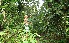  (Chimarrhis latifolia - BioBot12446)  @11 [ ] CreativeCommons - Attribution Non-Commercial Share-Alike (2010) Daniel H. Janzen Guanacaste Dry Forest Conservation Fund
