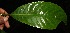  ( - BioBot12446)  @11 [ ] CreativeCommons - Attribution Non-Commercial Share-Alike (2010) Daniel H. Janzen Guanacaste Dry Forest Conservation Fund