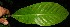  ( - BioBot12447)  @11 [ ] CreativeCommons - Attribution Non-Commercial Share-Alike (2010) Daniel H. Janzen Guanacaste Dry Forest Conservation Fund