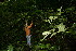  ( - BioBot12451)  @11 [ ] CreativeCommons - Attribution Non-Commercial Share-Alike (2010) Daniel H. Janzen Guanacaste Dry Forest Conservation Fund