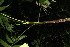  ( - BioBot12451)  @11 [ ] CreativeCommons - Attribution Non-Commercial Share-Alike (2010) Daniel H. Janzen Guanacaste Dry Forest Conservation Fund