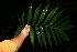  ( - BioBot12451)  @11 [ ] CreativeCommons - Attribution Non-Commercial Share-Alike (2010) Daniel H. Janzen Guanacaste Dry Forest Conservation Fund