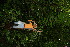  ( - BioBot12452)  @11 [ ] CreativeCommons - Attribution Non-Commercial Share-Alike (2010) Daniel H. Janzen Guanacaste Dry Forest Conservation Fund