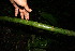  ( - BioBot12452)  @11 [ ] CreativeCommons - Attribution Non-Commercial Share-Alike (2010) Daniel H. Janzen Guanacaste Dry Forest Conservation Fund