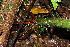  ( - BioBot12452)  @11 [ ] CreativeCommons - Attribution Non-Commercial Share-Alike (2010) Daniel H. Janzen Guanacaste Dry Forest Conservation Fund