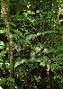  ( - BioBot12467)  @11 [ ] CreativeCommons - Attribution Non-Commercial Share-Alike (2010) Daniel H. Janzen Guanacaste Dry Forest Conservation Fund
