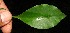  ( - BioBot12467)  @11 [ ] CreativeCommons - Attribution Non-Commercial Share-Alike (2010) Daniel H. Janzen Guanacaste Dry Forest Conservation Fund