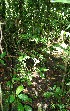  ( - BioBot12468)  @11 [ ] CreativeCommons - Attribution Non-Commercial Share-Alike (2010) Daniel H. Janzen Guanacaste Dry Forest Conservation Fund