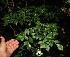  ( - BioBot12468)  @11 [ ] CreativeCommons - Attribution Non-Commercial Share-Alike (2010) Daniel H. Janzen Guanacaste Dry Forest Conservation Fund