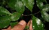  ( - BioBot12468)  @11 [ ] CreativeCommons - Attribution Non-Commercial Share-Alike (2010) Daniel H. Janzen Guanacaste Dry Forest Conservation Fund