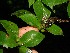  ( - BioBot12469)  @11 [ ] CreativeCommons - Attribution Non-Commercial Share-Alike (2010) Daniel H. Janzen Guanacaste Dry Forest Conservation Fund