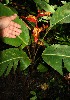  (Heliconia irrasa - BioBot12471)  @11 [ ] CreativeCommons - Attribution Non-Commercial Share-Alike (2010) Daniel H. Janzen Guanacaste Dry Forest Conservation Fund