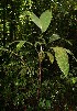  (Bactris A.guadamuz363 - BioBot12473)  @11 [ ] CreativeCommons - Attribution Non-Commercial Share-Alike (2010) Daniel H. Janzen Guanacaste Dry Forest Conservation Fund