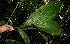  ( - BioBot12473)  @11 [ ] CreativeCommons - Attribution Non-Commercial Share-Alike (2010) Daniel H. Janzen Guanacaste Dry Forest Conservation Fund