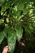  ( - BioBot12474)  @11 [ ] CreativeCommons - Attribution Non-Commercial Share-Alike (2010) Daniel H. Janzen Guanacaste Dry Forest Conservation Fund