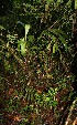  ( - BioBot12475)  @11 [ ] CreativeCommons - Attribution Non-Commercial Share-Alike (2010) Daniel H. Janzen Guanacaste Dry Forest Conservation Fund