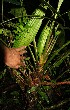  ( - BioBot12475)  @11 [ ] CreativeCommons - Attribution Non-Commercial Share-Alike (2010) Daniel H. Janzen Guanacaste Dry Forest Conservation Fund