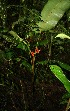  ( - BioBot12478)  @11 [ ] CreativeCommons - Attribution Non-Commercial Share-Alike (2010) Daniel H. Janzen Guanacaste Dry Forest Conservation Fund