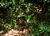  ( - BioBot12480)  @11 [ ] CreativeCommons - Attribution Non-Commercial Share-Alike (2010) Daniel H. Janzen Guanacaste Dry Forest Conservation Fund