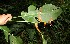  ( - BioBot12542)  @11 [ ] CreativeCommons - Attribution Non-Commercial Share-Alike (2010) Daniel H. Janzen Guanacaste Dry Forest Conservation Fund