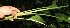  ( - BioBot12542)  @11 [ ] CreativeCommons - Attribution Non-Commercial Share-Alike (2010) Daniel H. Janzen Guanacaste Dry Forest Conservation Fund