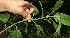  ( - BioBot12544)  @11 [ ] CreativeCommons - Attribution Non-Commercial Share-Alike (2010) Daniel H. Janzen Guanacaste Dry Forest Conservation Fund