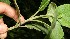  ( - BioBot12544)  @11 [ ] CreativeCommons - Attribution Non-Commercial Share-Alike (2010) Daniel H. Janzen Guanacaste Dry Forest Conservation Fund