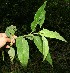  ( - BioBot12545)  @11 [ ] CreativeCommons - Attribution Non-Commercial Share-Alike (2010) Daniel H. Janzen Guanacaste Dry Forest Conservation Fund