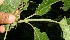  ( - BioBot12545)  @11 [ ] CreativeCommons - Attribution Non-Commercial Share-Alike (2010) Daniel H. Janzen Guanacaste Dry Forest Conservation Fund